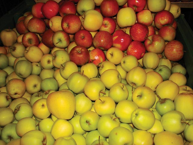 Domače sadje (jabolka, breskve, hruške, slive)